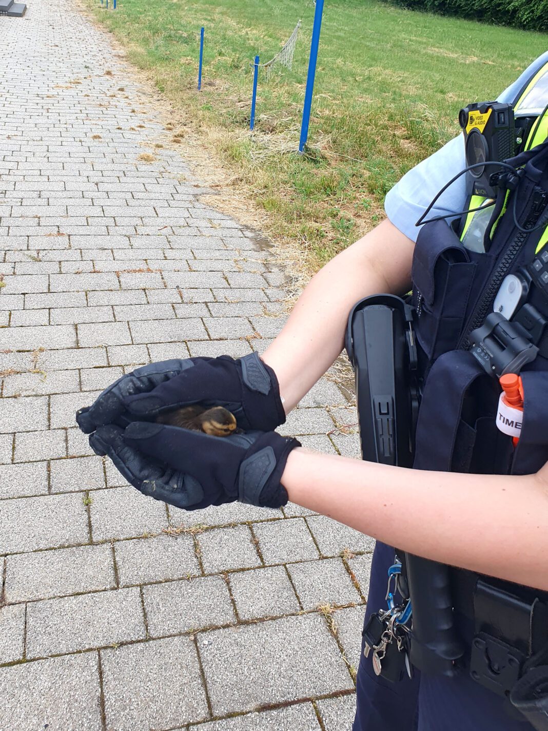 Entenküken in den Händen einer Polizistin