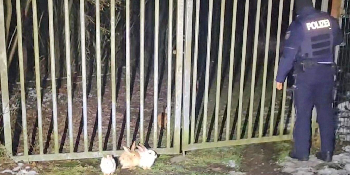 In Iserlohn hat die Polizei am Straßenrand insgesamt neun Kaninchen gefunden und gerettet.
© Foto: Polizei Iserlohn