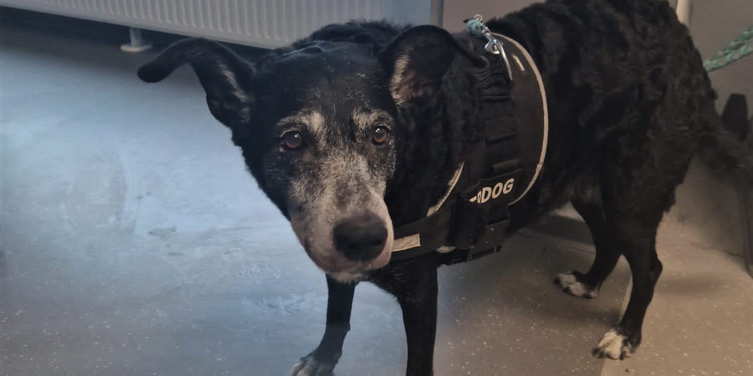 Ein schwarzer Hund steht in einem Raum und schaut ängstlich.