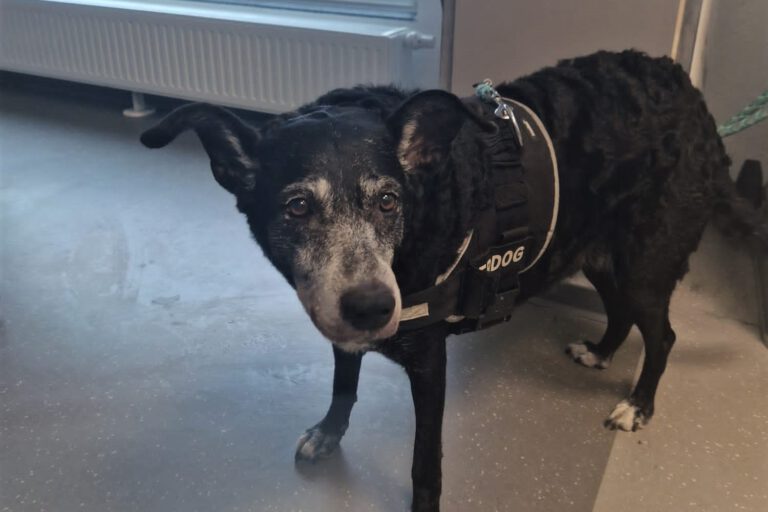 Ein schwarzer Hund steht in einem Raum und schaut ängstlich.