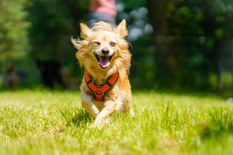 Ein strahlender Hund läuft einer grünen Wiese.