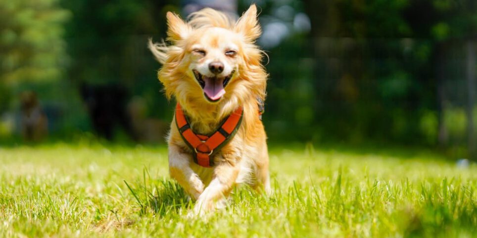 Ein strahlender Hund läuft einer grünen Wiese.