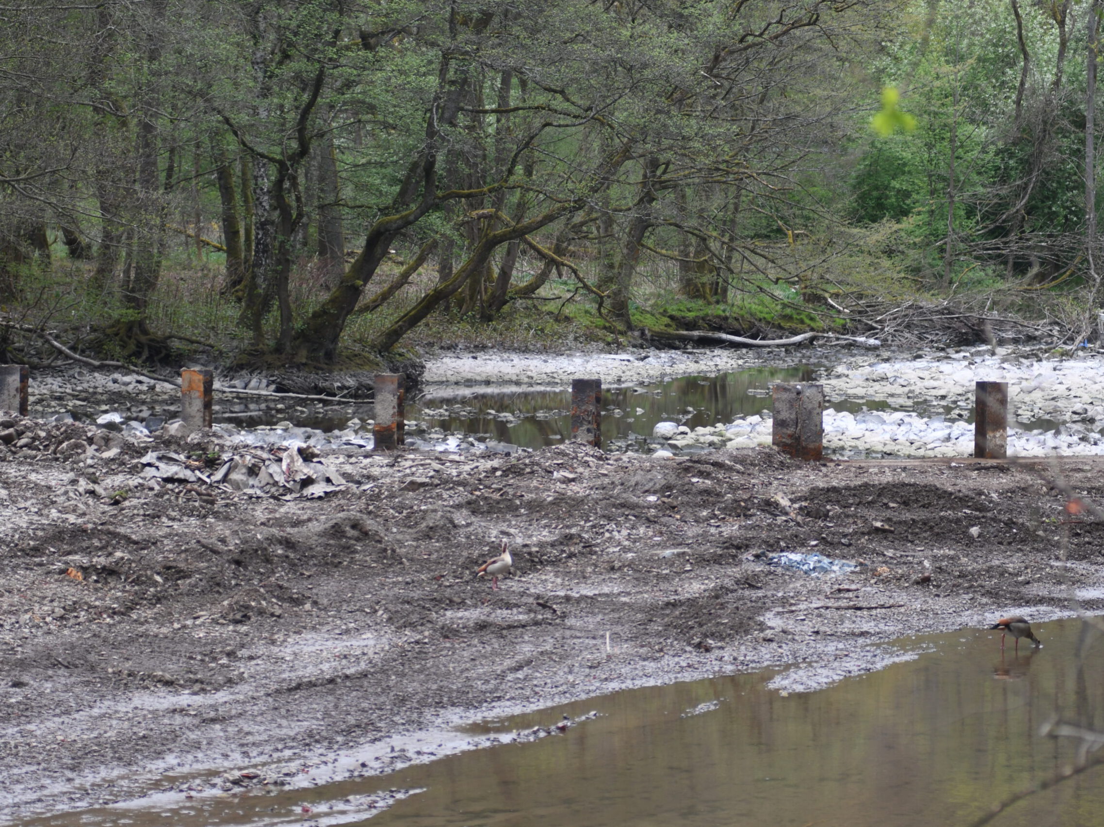 Ein trockengelegter Fluss, im Hintergrund das bewaldete Ufer. Im Vordergrund sind nicht letzte Pfützen zu sehen.