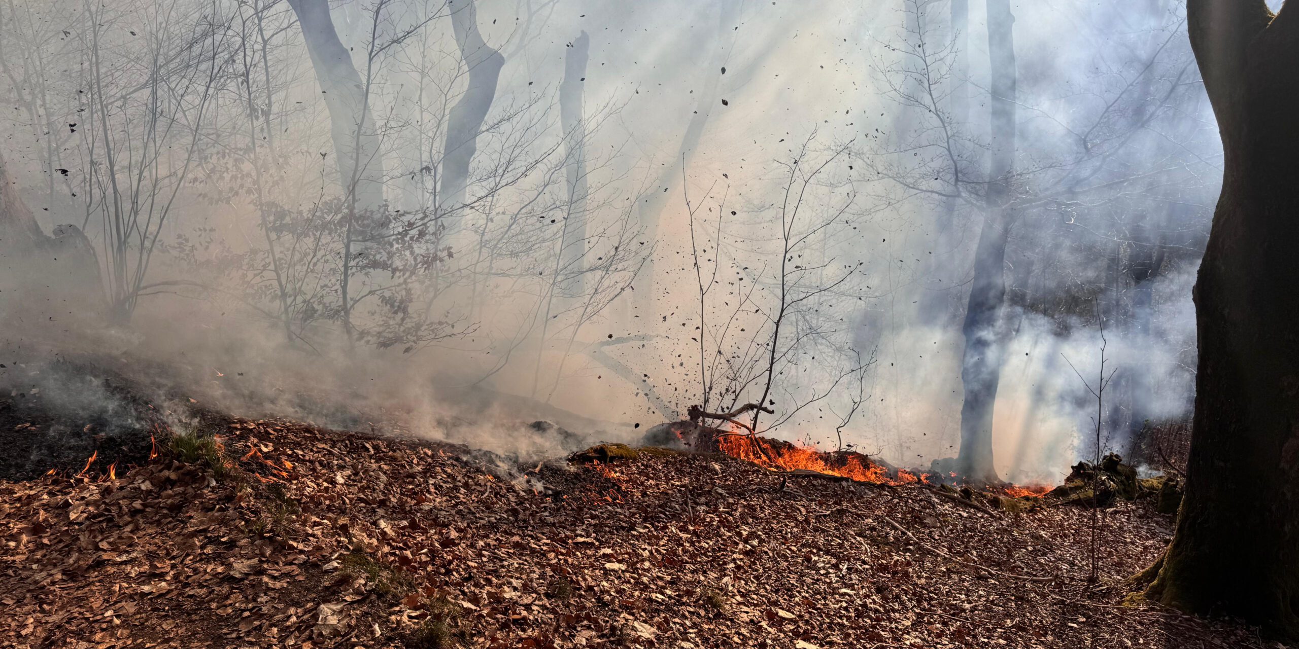Flammen auf einem Waldboden voller Laub. Rauch verdeckt die Bäume im Hintergrund.