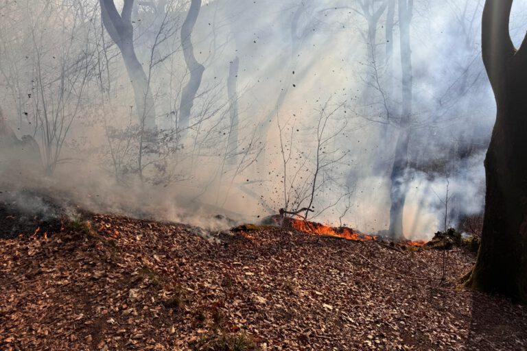 Flammen auf einem Waldboden voller Laub. Rauch verdeckt die Bäume im Hintergrund.