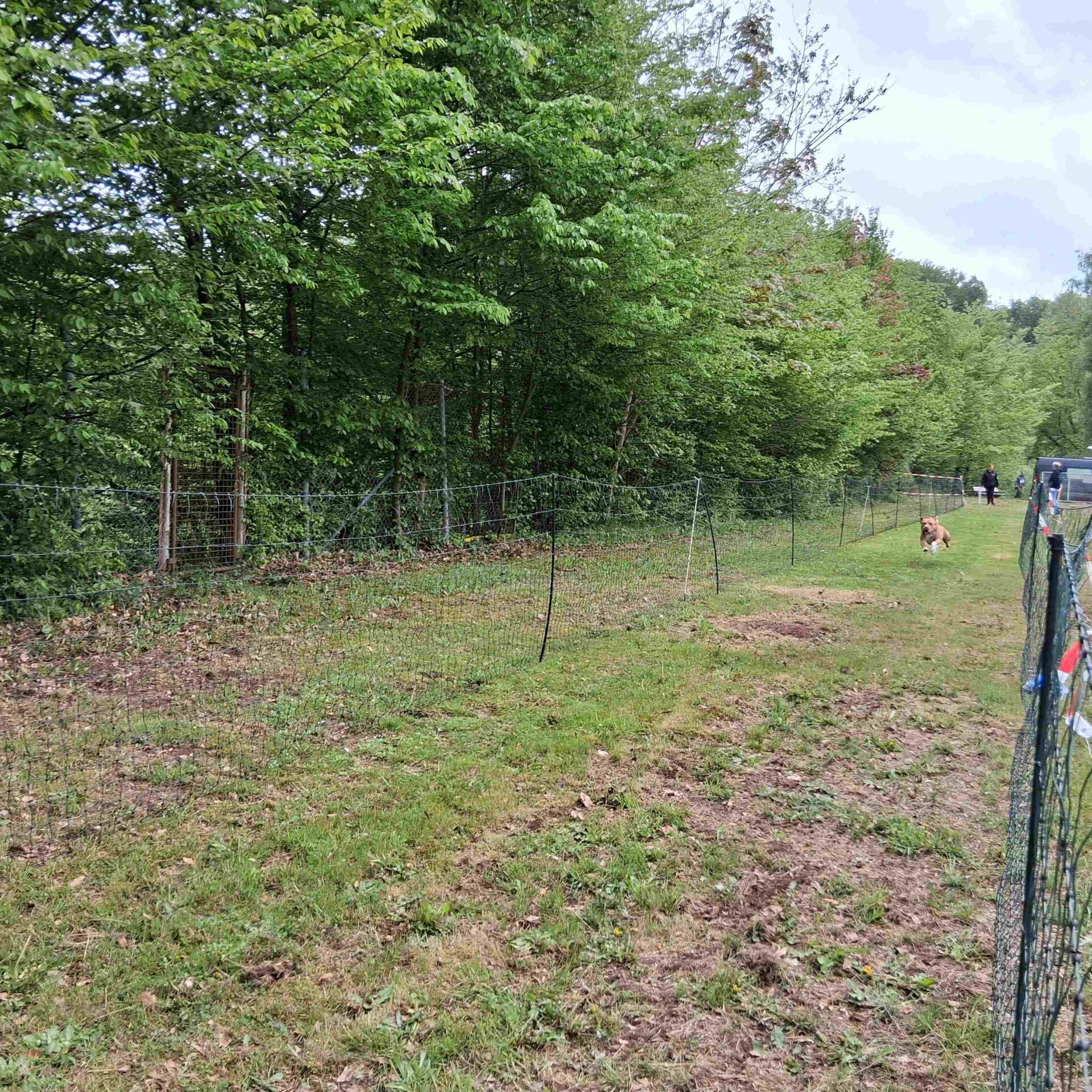 Ein Hund rennt über eine Wiese.
