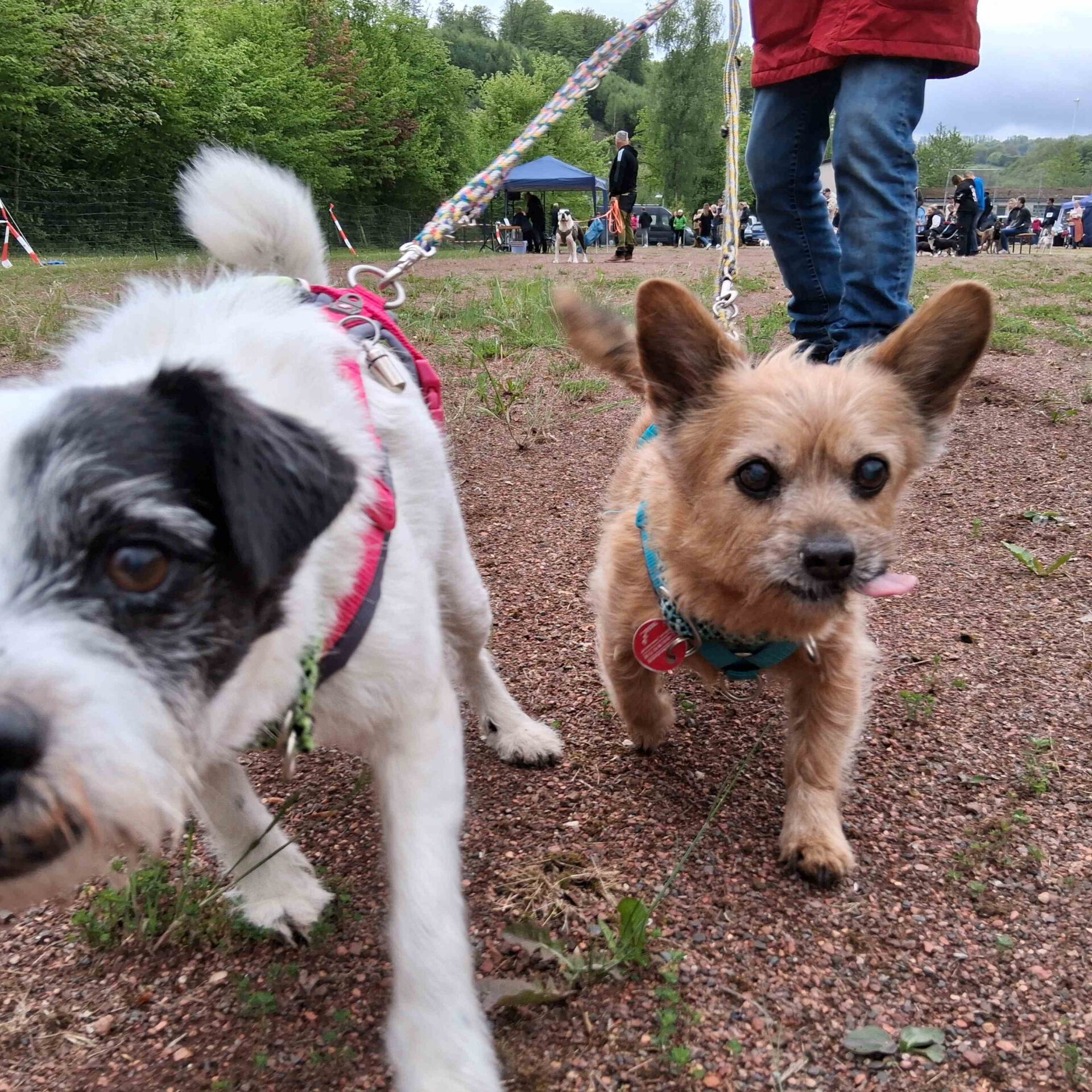 Zwei neugierige Hunde beim Hunderennen.