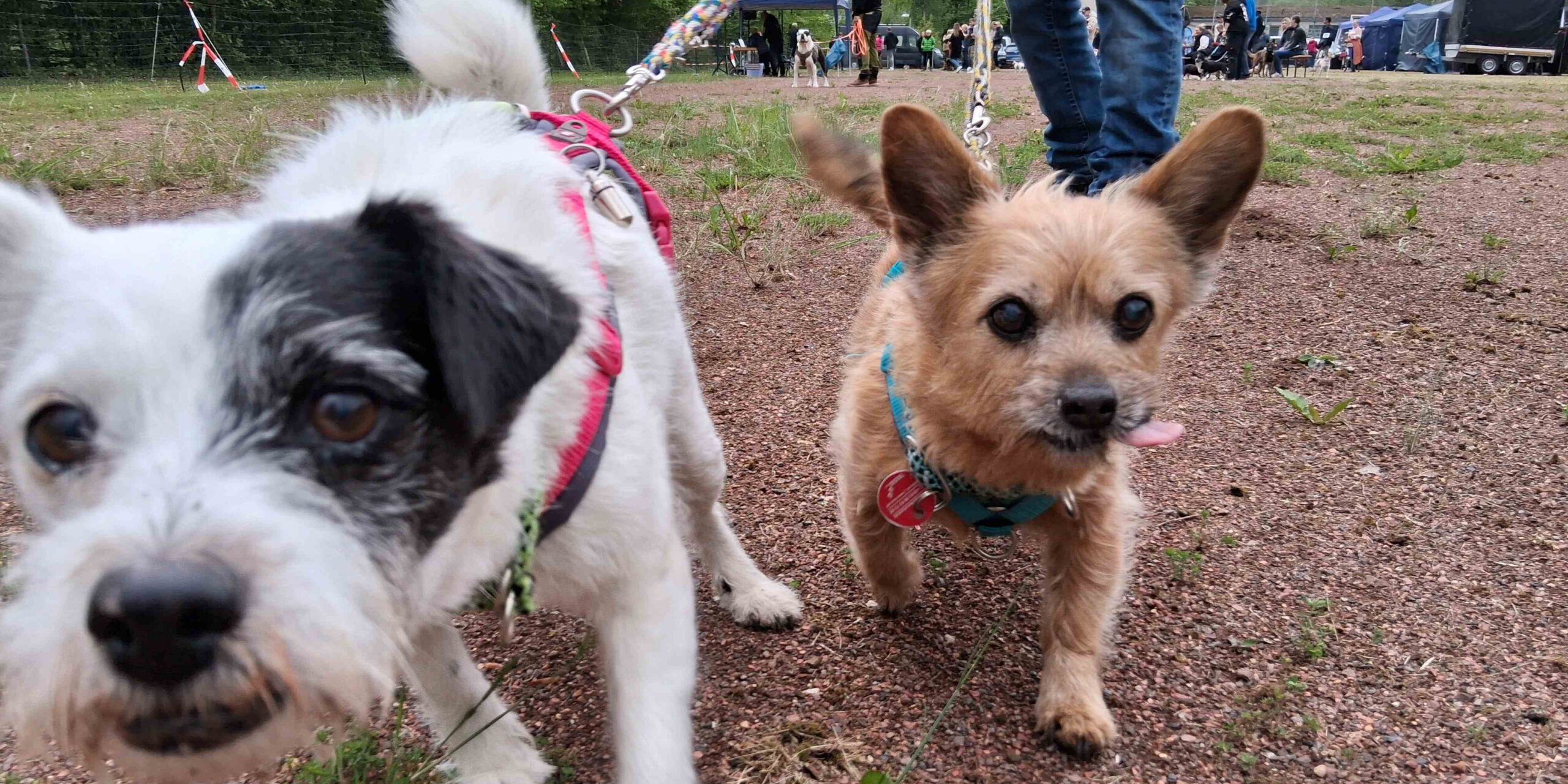 Auch diese beiden kleinen Hunde sind im Mai beim Hunderennen auf der Gottmecke in Altena an den Start gegangen und haben die 50 Meter lange Strecke absolviert.
© Foto: Ilka Kremer Zwei neugierige Hunde beim Hunderennen.