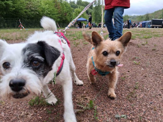 Foto: Ilka Kremer Zwei neugierige Hunde beim Hunderennen.