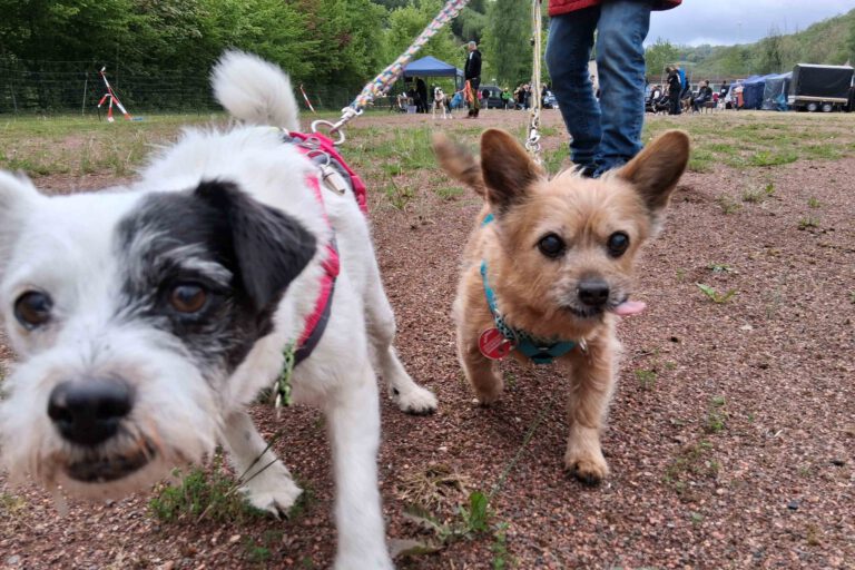 Foto: Ilka Kremer Zwei neugierige Hunde beim Hunderennen.