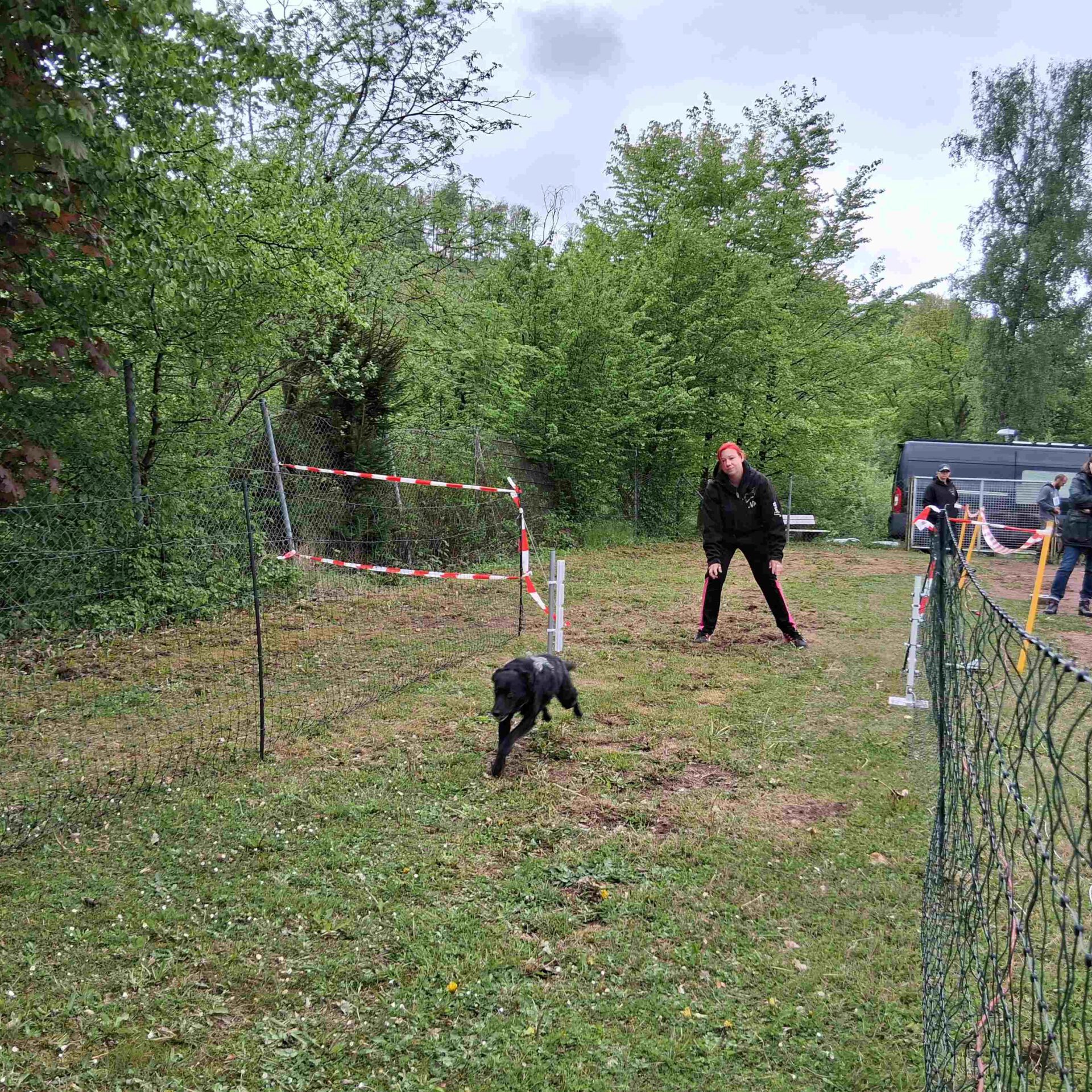 Ein Hund sprintet auf einer Wiese los.