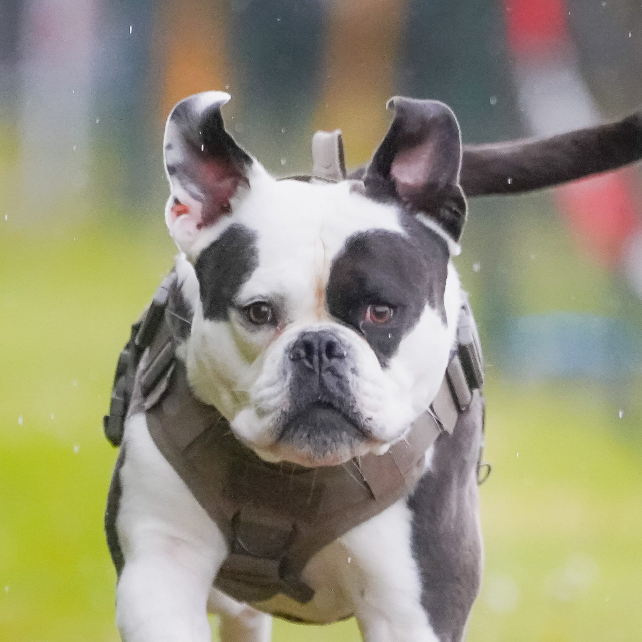 Ein Hund beim Hunderennen.
