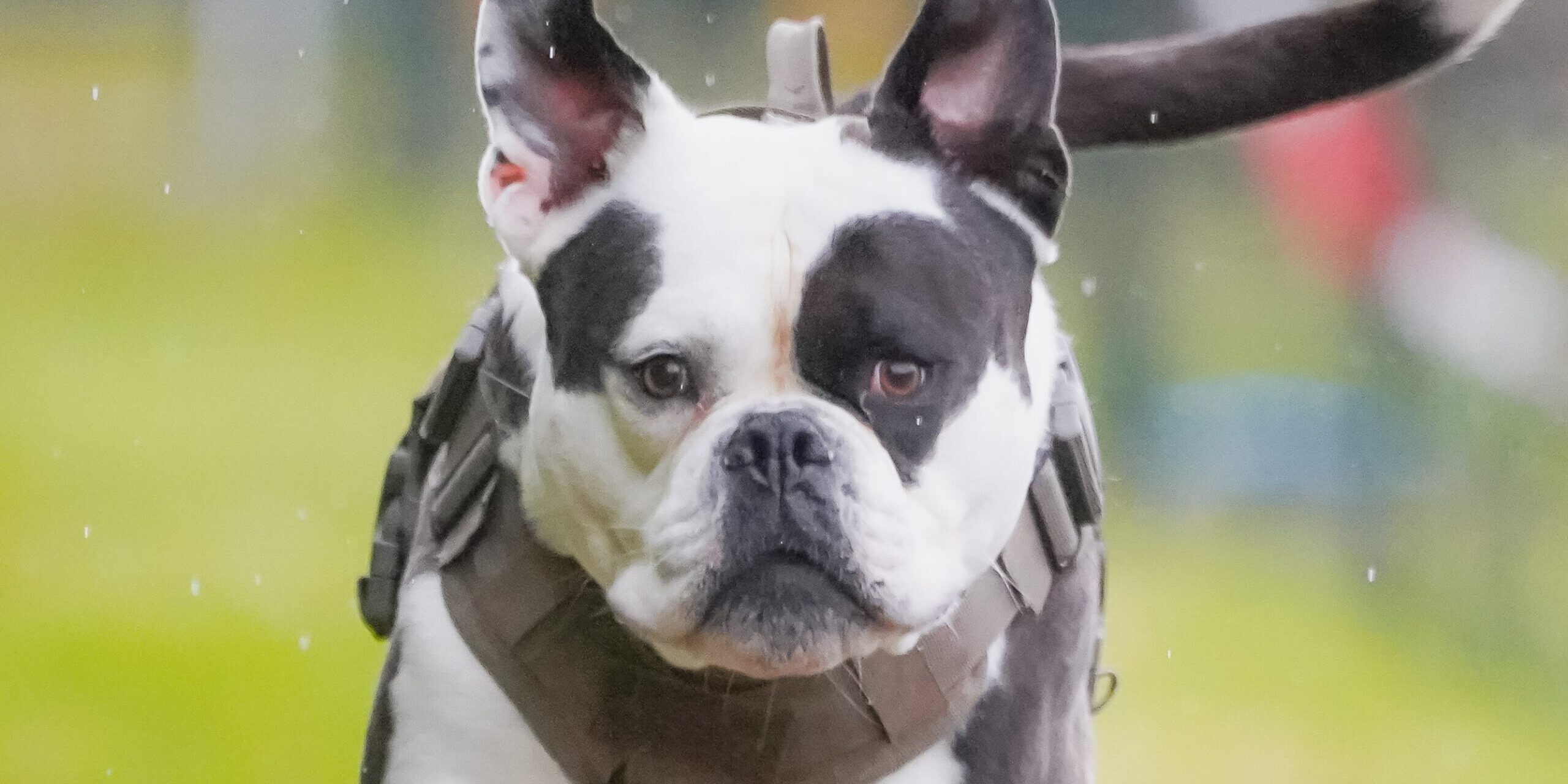 Hunderennen auf dem Sportplatz Gottmecke in Altena: ein tolles Angebot, bestens organisiert vom Verein  Ein Hund beim Hunderennen.