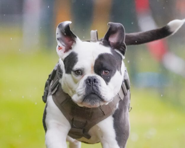 Ein Hund beim Hunderennen.