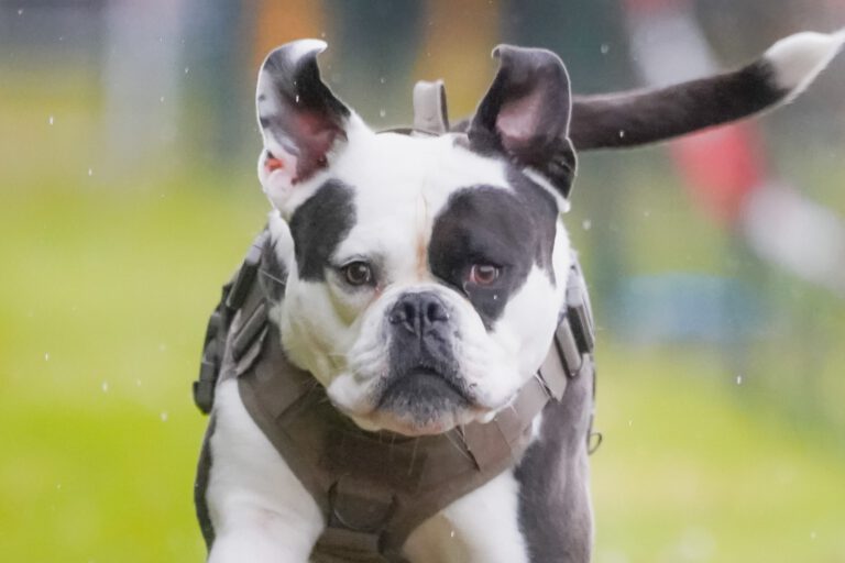 Ein Hund beim Hunderennen.