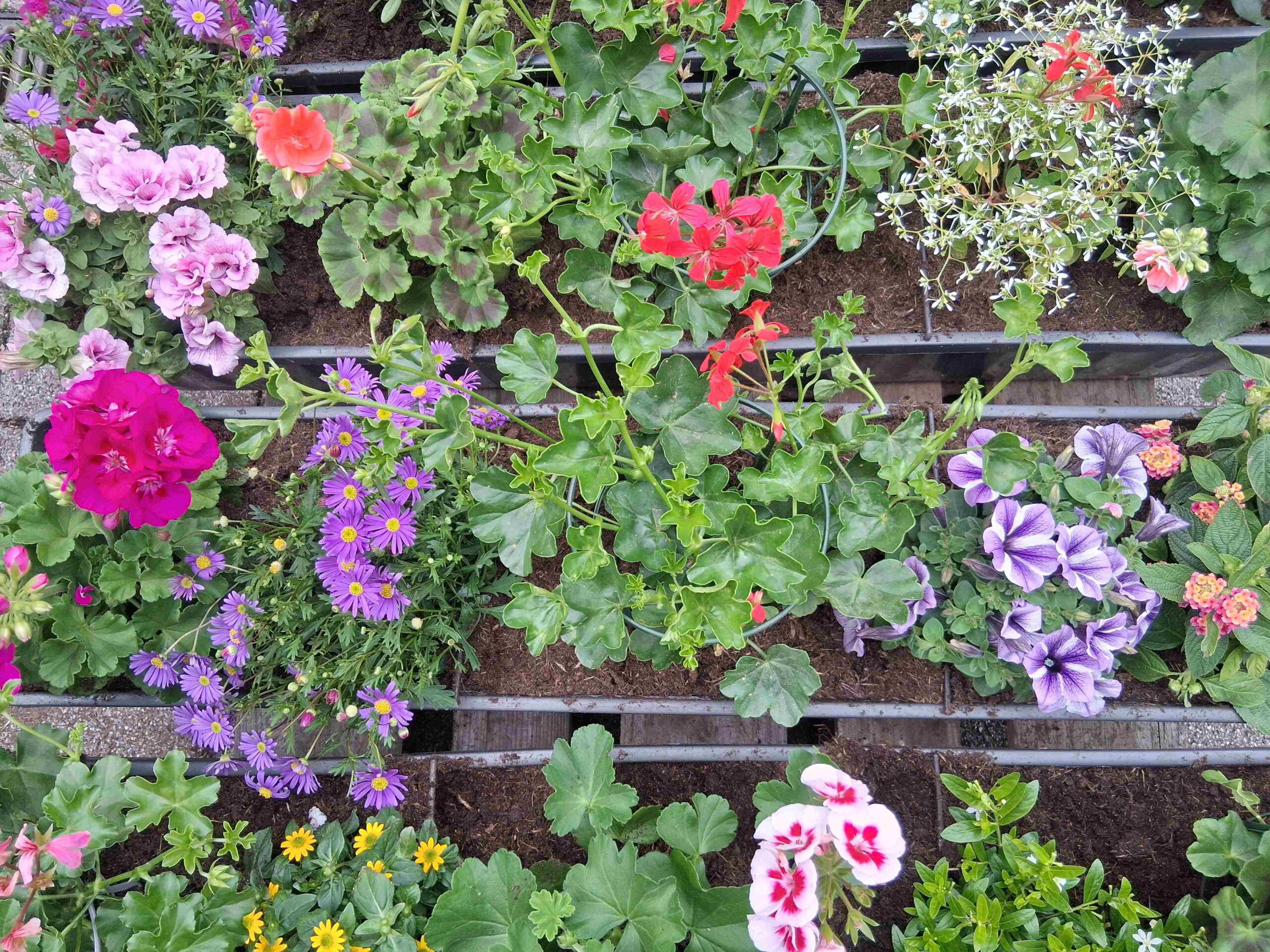 Verschiedene Pflanzen kommen in die Blumenkästen für die Lennepromenade.