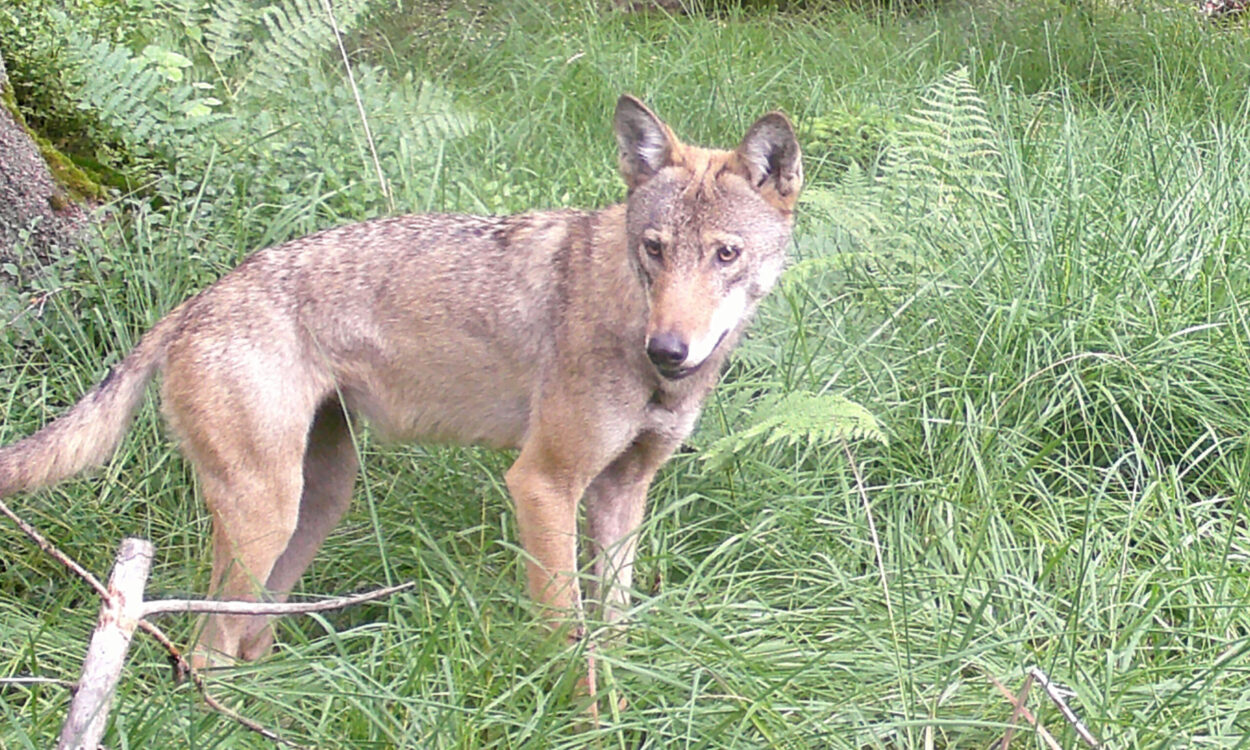 Ein Wolf steht in hohem Gras