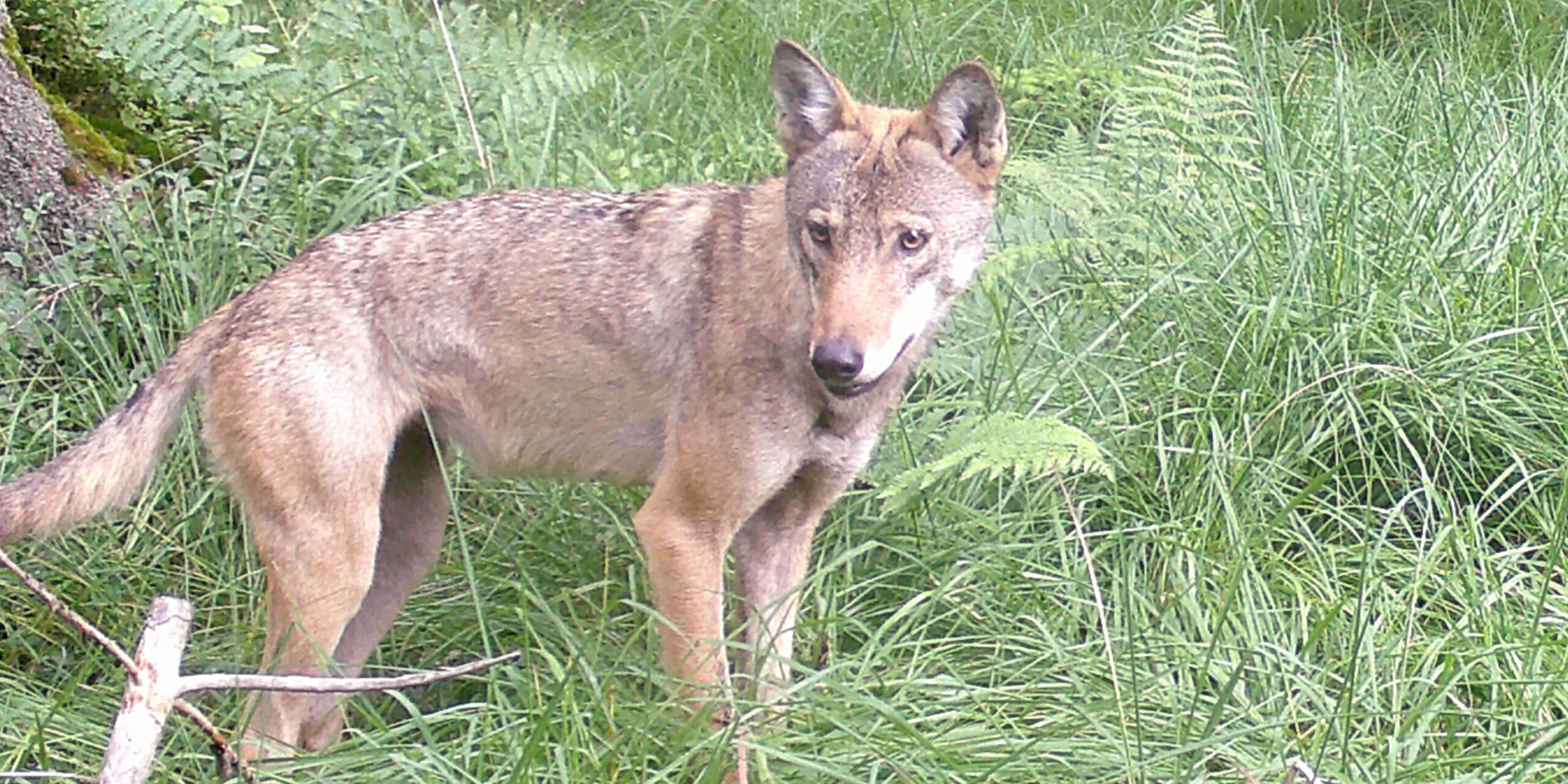 Ein Wolf steht in hohem Gras