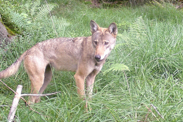 Ein Wolf steht in hohem Gras
