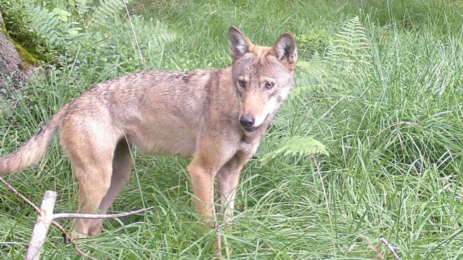 Ein Wolf steht in hohem Gras