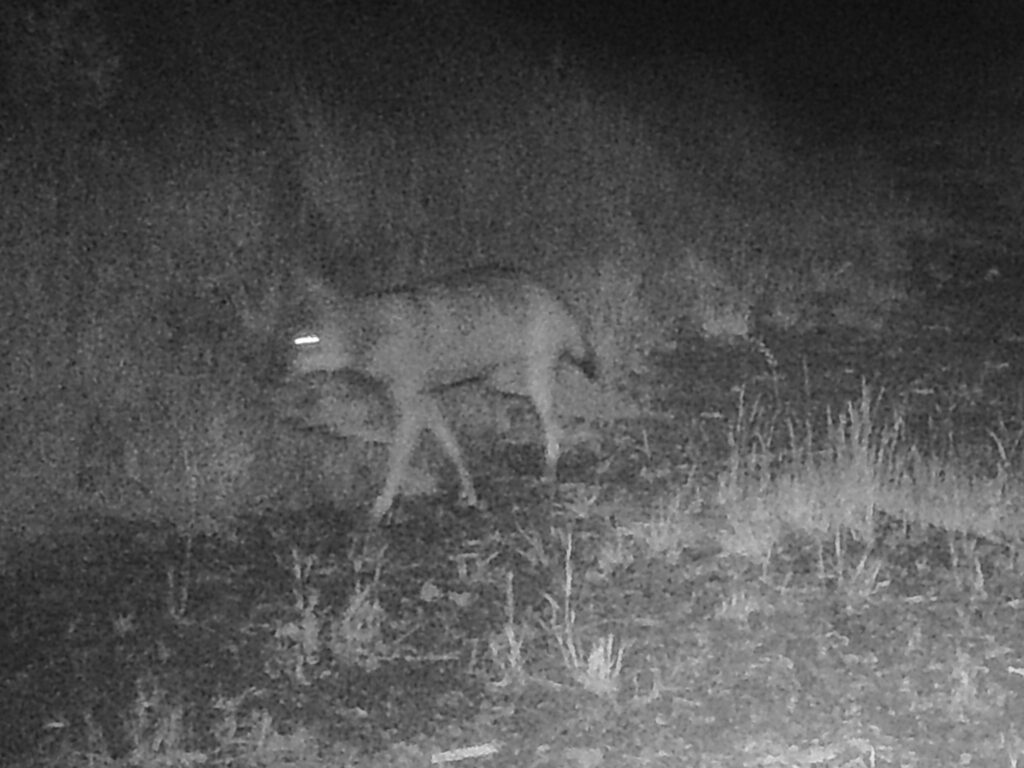 Schwarz-weiß-Aufnahme einer Nachtsichtkamera, die einen Wolf in hohem Gras zeigt