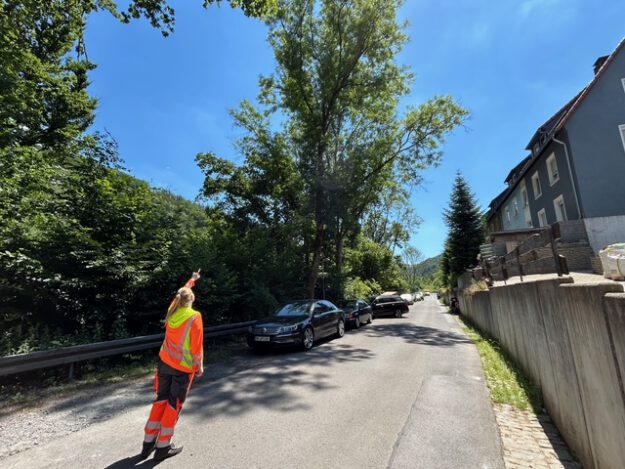 Foto: Stadt Altena kranke Eschen müssen in Altena gefällt werden.