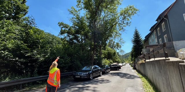kranke Eschen müssen in Altena gefällt werden.