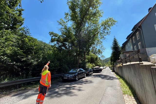 Foto: Stadt Altena kranke Eschen müssen in Altena gefällt werden.