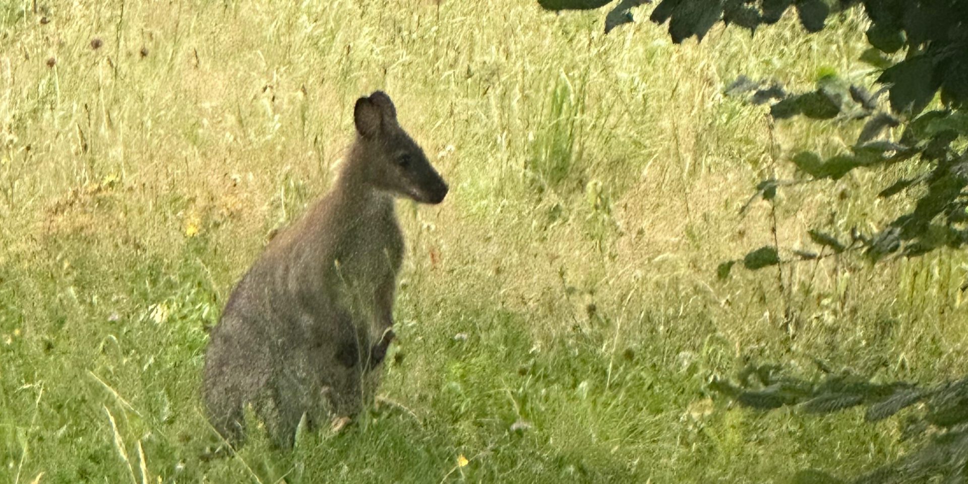 Ein Känguru in kniehohem Gras