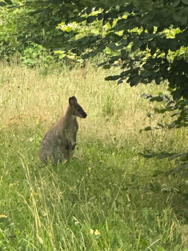 Foto: Polizei MK Ein Känguru in kniehohem Gras
