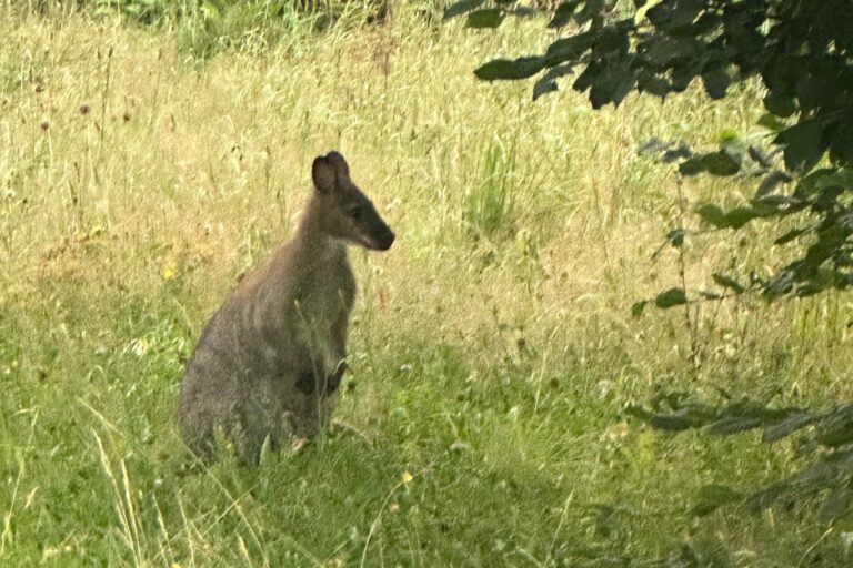 Ein Känguru in kniehohem Gras
