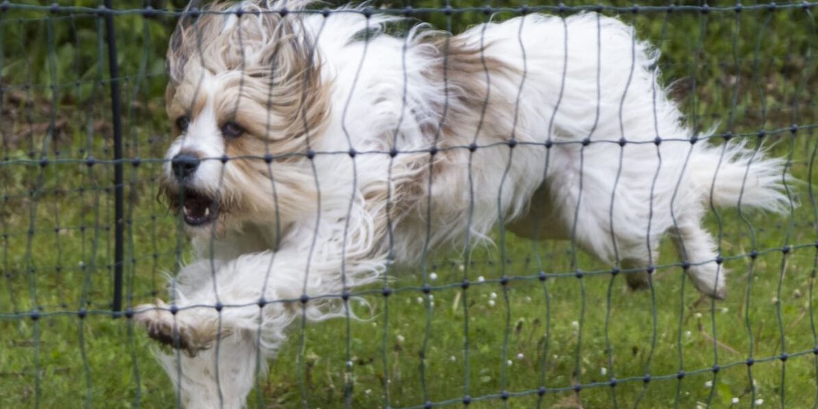 Hund beim Hunderennen in Altena.