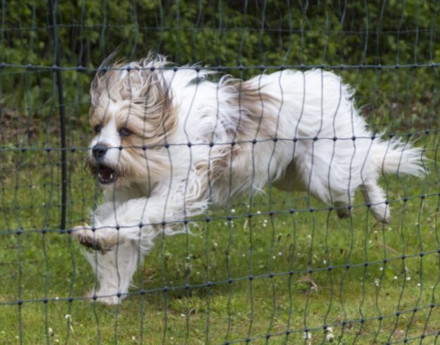 Foto: Archiv Hund beim Hunderennen in Altena.
