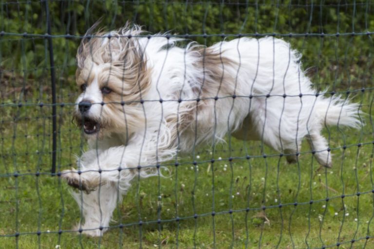 Foto: Archiv Hund beim Hunderennen in Altena.