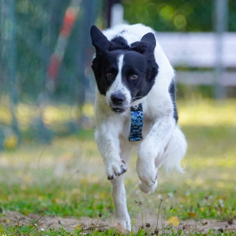 Ein Hund bei einem Rennen.