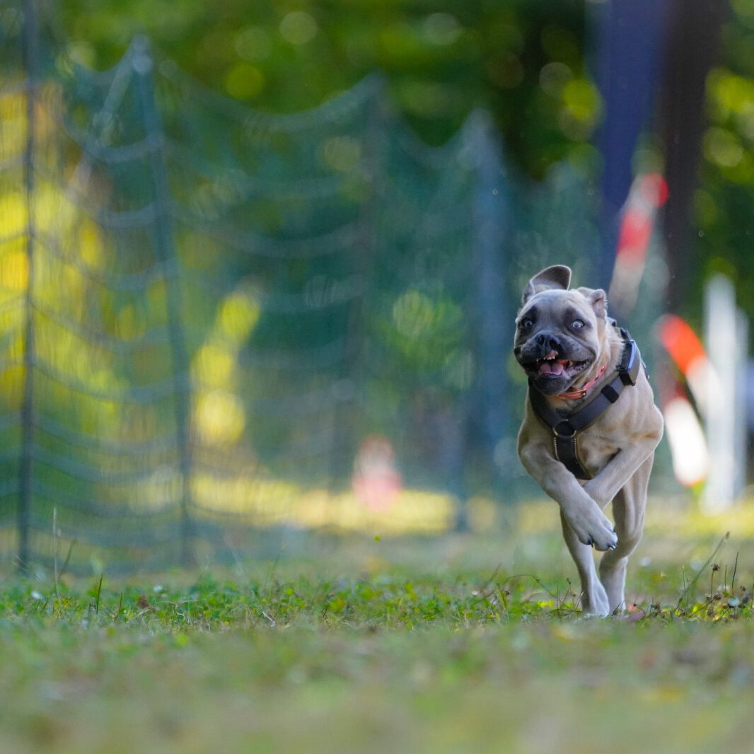 Ein Hund bei einem Rennen.