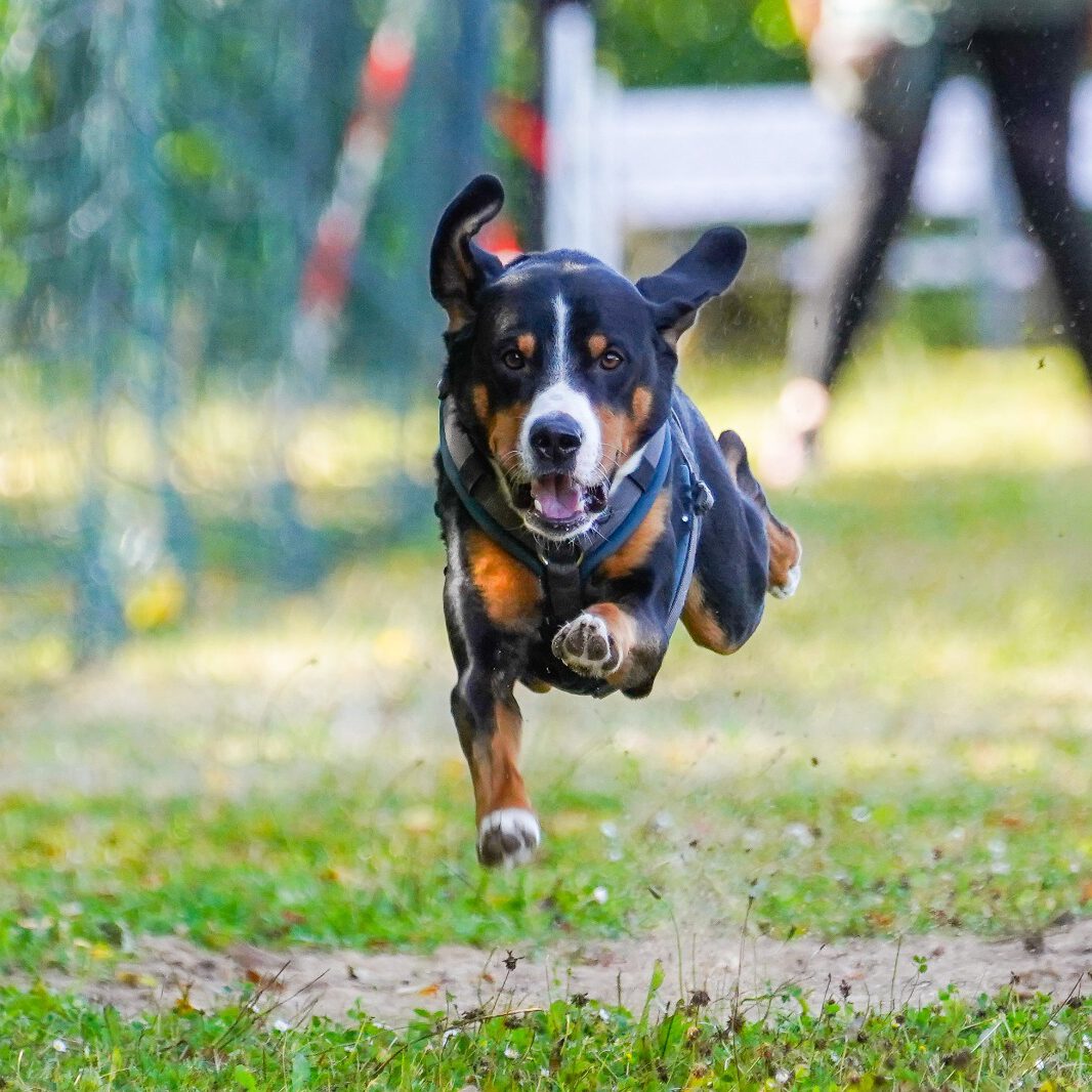 Ein Hund bei einem Rennen.