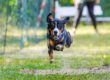 Ein Hund bei einem Rennen.