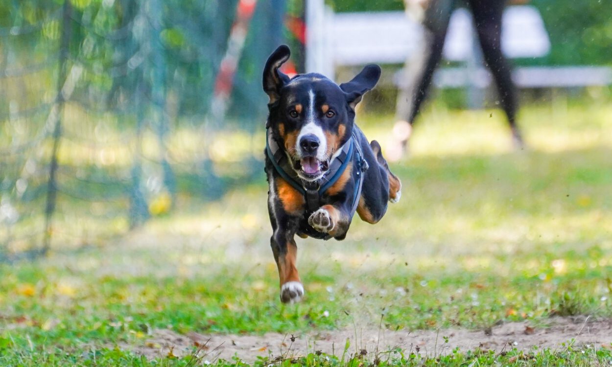 Ein Hund bei einem Rennen.