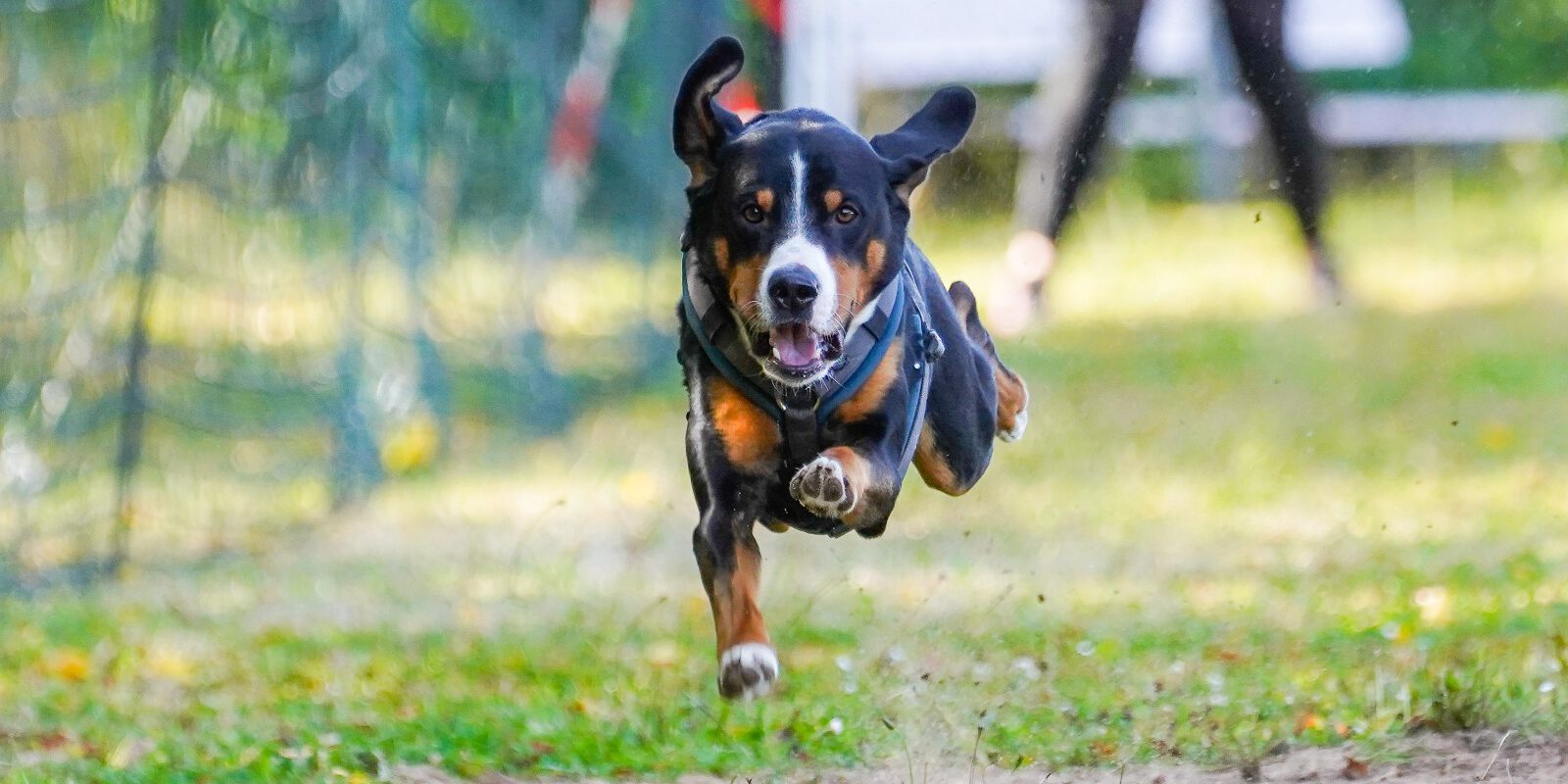 Ein Hund bei einem Rennen.