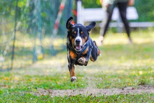 Ein Hund bei einem Rennen.
