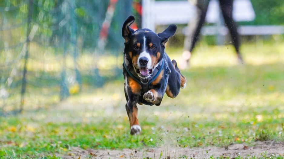 Ein Hund bei einem Rennen.
