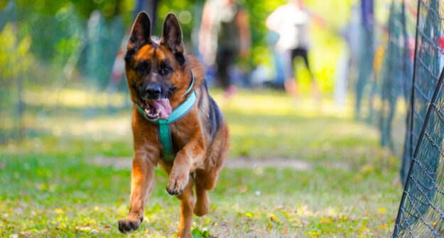 Ein Schäferhund rennt über eine Wiese.