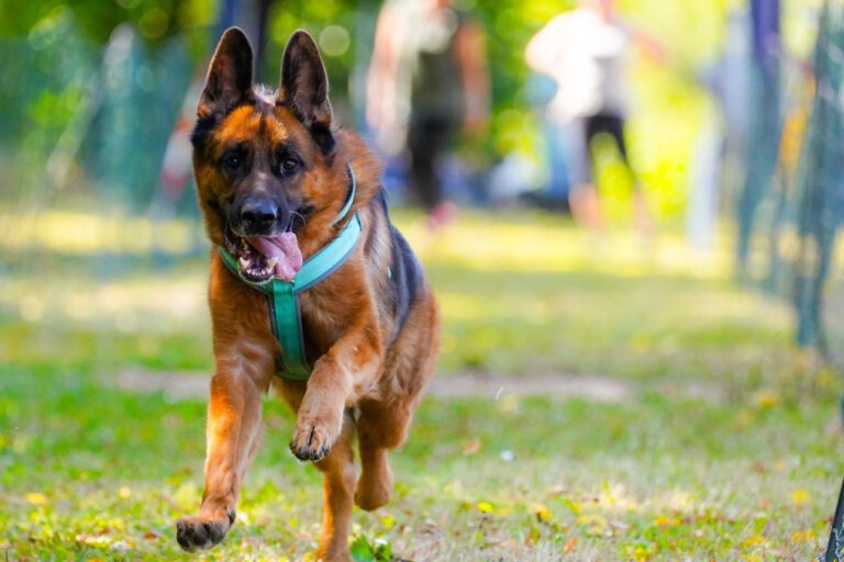 Ein Schäferhund rennt über eine Wiese.