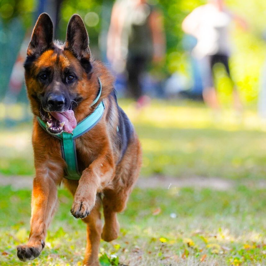 Ein Hund bei einem Rennen.