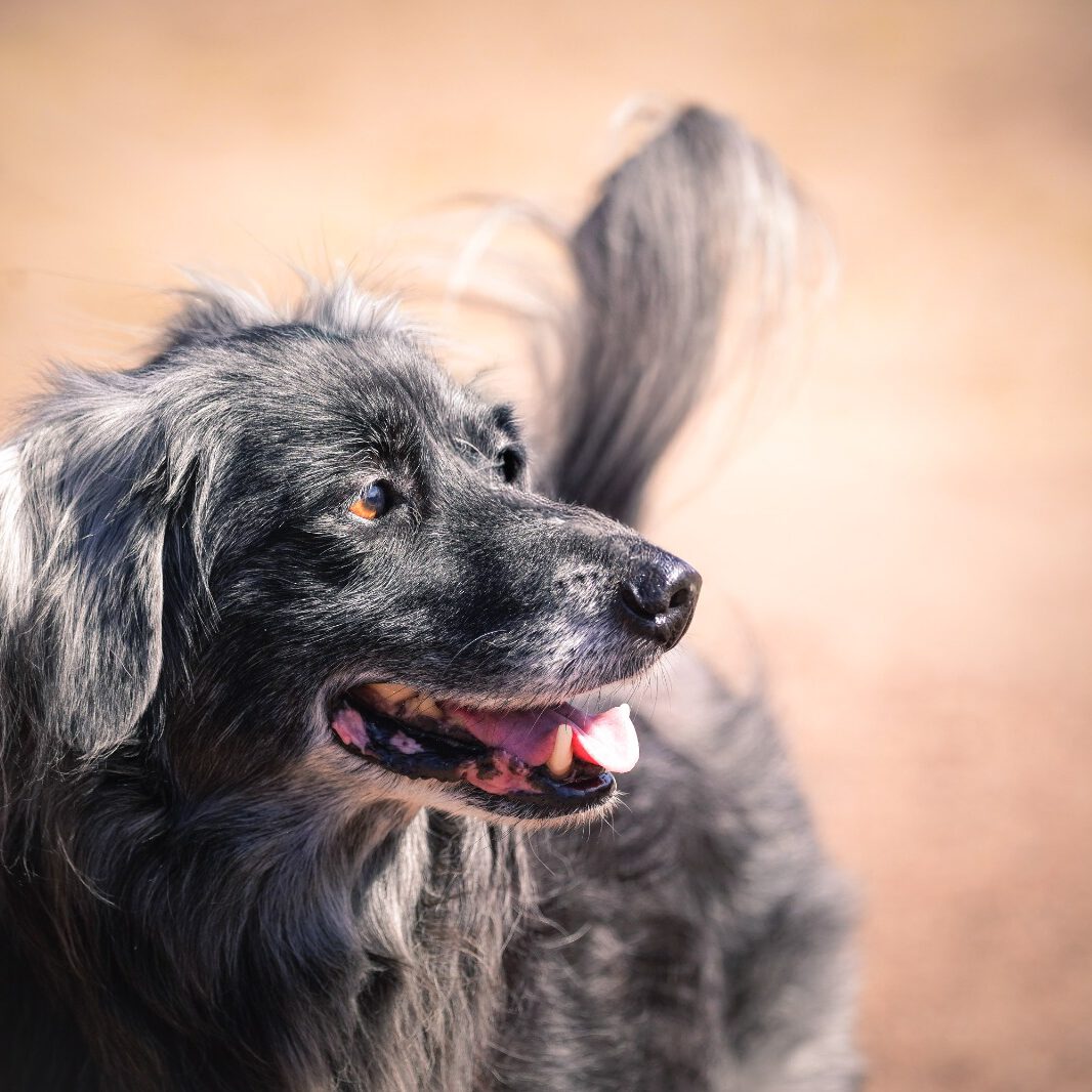 Ein schwarzer Hund.