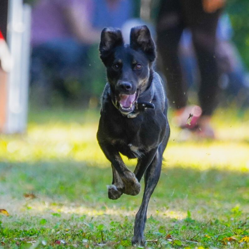 Ein Hund bei einem Rennen.