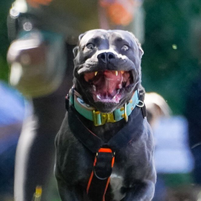 Ein Hund bei einem Rennen.