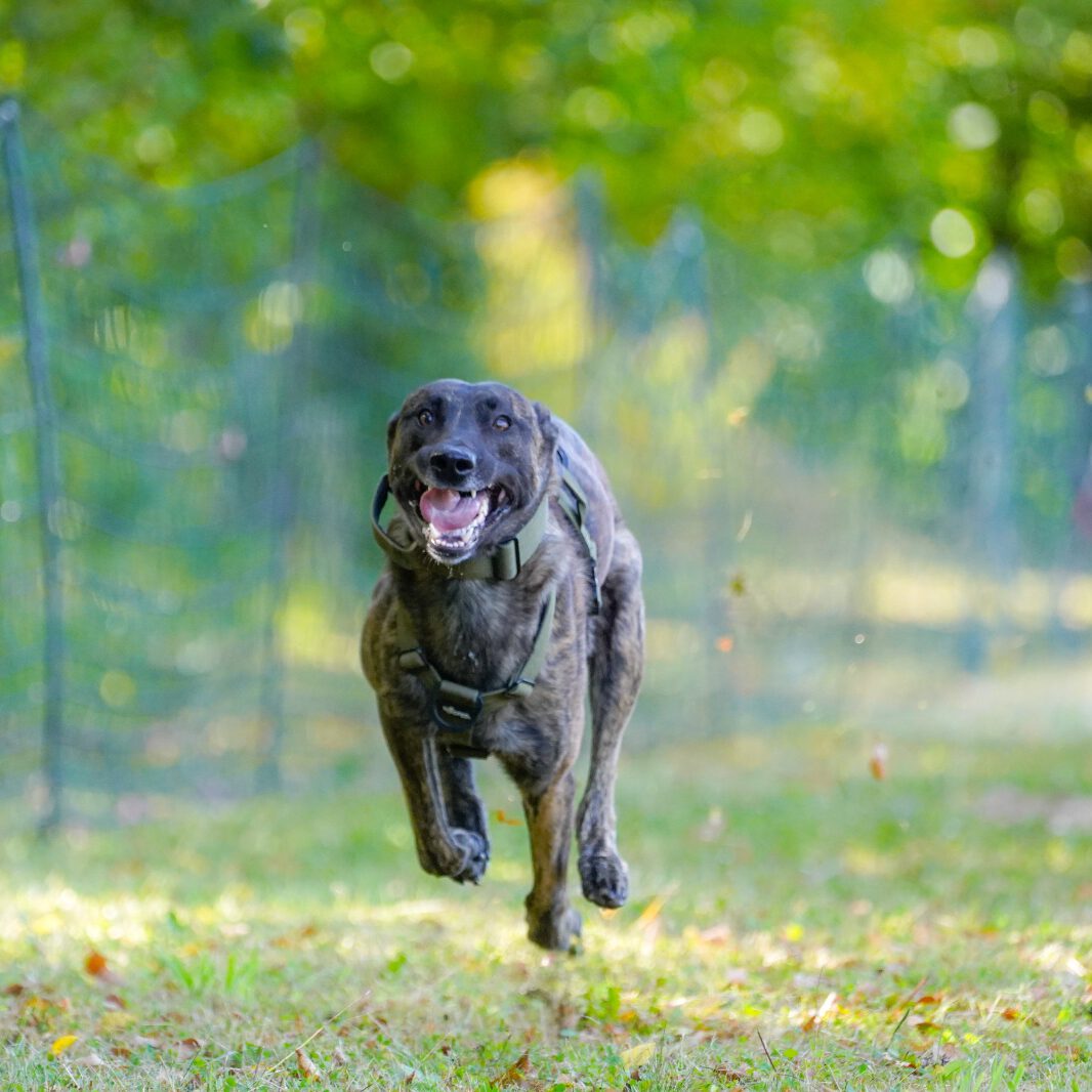 Ein Hund bei einem Rennen.
