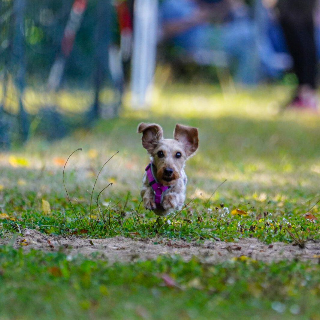 Ein Hund bei einem Rennen.